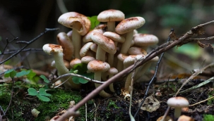 Düzce'de mantar yiyen 8 kişi hastanelik oldu