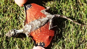 Ejderha benzeri yeni bir canlı türü keşfedildi