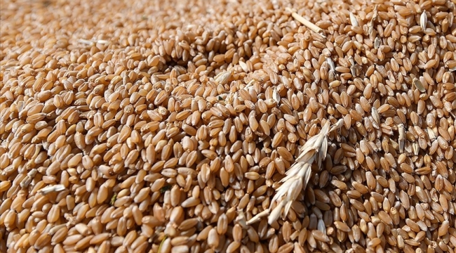 Rusya Afrika'ya ücretsiz tahıl gönderecek