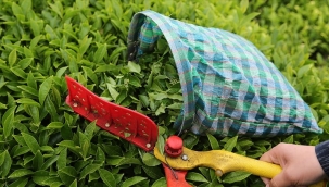 Türk çayı ihracatı 9 ayda %22 arttı