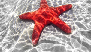 Araştırma: Denizyıldızları sadece kafadan oluşuyor