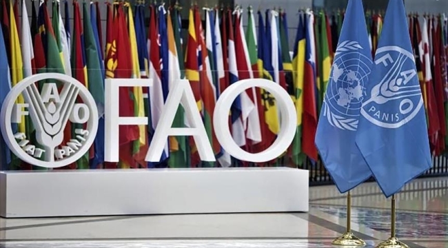 FAO: "Küresel gıda fiyatları Ekim'de %0,5 düştü"