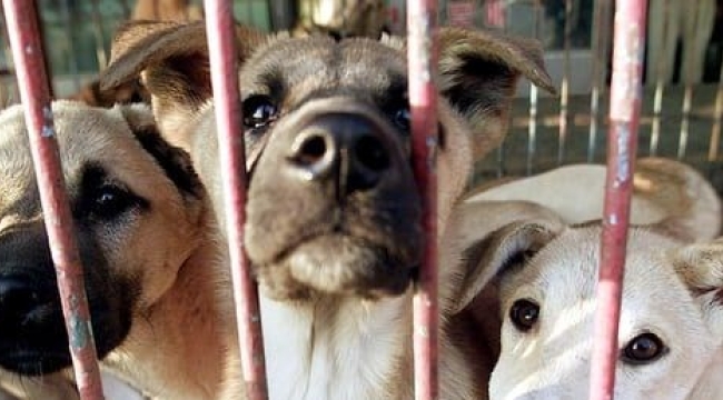 Güney Kore, köpek eti yemeyi yasaklayacak
