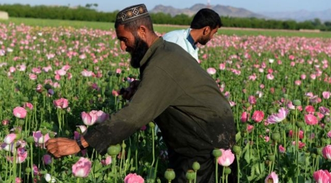 Taliban'ın yasakladığı afyon üretimi %95 azaldı 