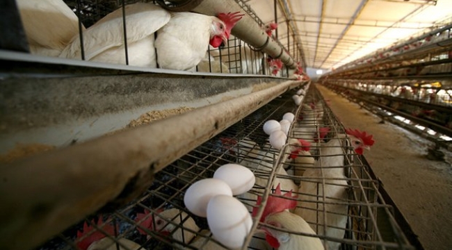TÜİK'in iddiası: "Tavuk eti üretimi 9 ayda %8,9 azaldı"