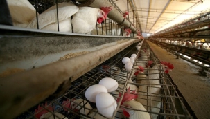 TÜİK'in iddiası: "Tavuk eti üretimi 9 ayda %8,9 azaldı"