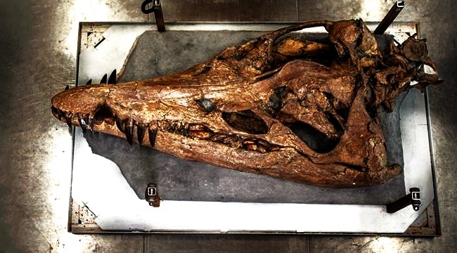 150 milyon yıllık pliosaur kafatası keşfedildi
