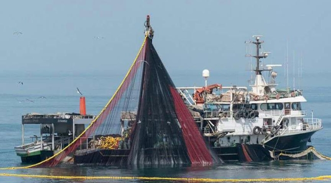 Doğu Karadeniz'de su ürünleri ihracatı %27 arttı