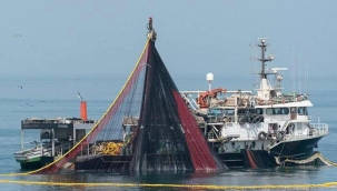 Doğu Karadeniz'de su ürünleri ihracatı %27 arttı