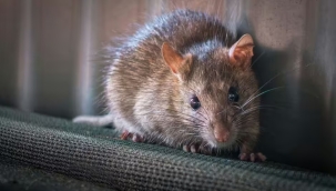 Rus askerler "fare humması" salgınına yakalandı