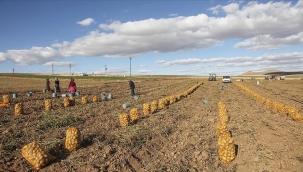 TÜİK'in iddiası: "Tarım-ÜFE Kasım'da yıllık %50,47"