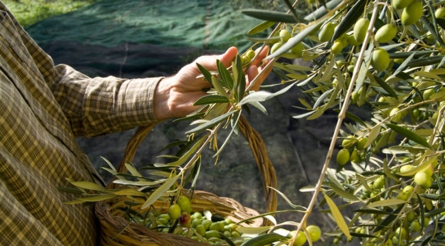 Türk zeytin yetiştiriciliği, UNESCO listesine girdi