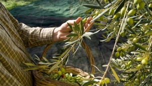 Türk zeytin yetiştiriciliği, UNESCO listesine girdi