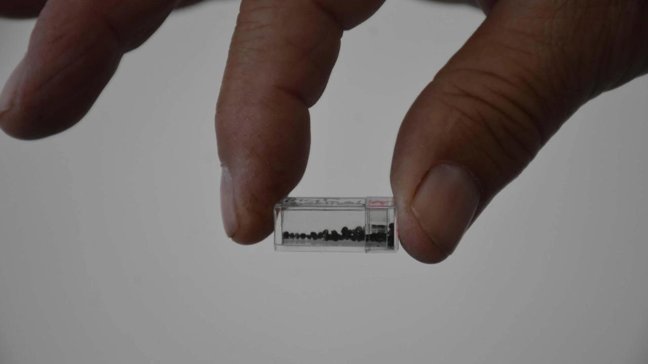 Yassıtepe'de 5 bin yıllık incir çekirdeği bulundu