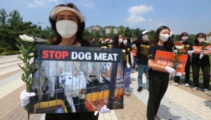 G. Kore, köpek eti endüstrisini yasaklıyor