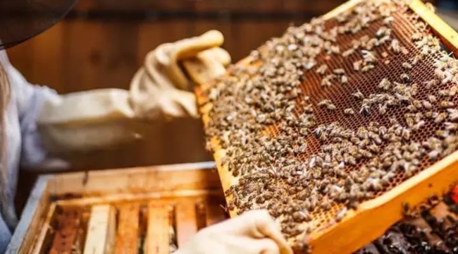 İklim değişikliği arı ölümlerini tetikliyor