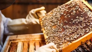 İklim değişikliği arı ölümlerini tetikliyor