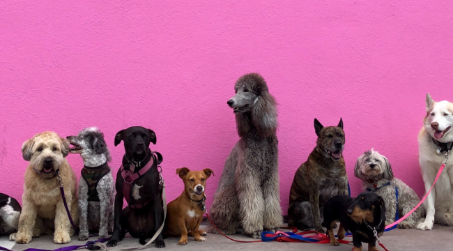 Küçük köpekler daha uzun yaşıyor