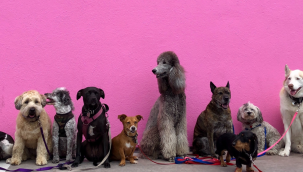 Küçük köpekler daha uzun yaşıyor