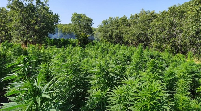 Marmaris'te 4 kilo 700 gram skunk ele geçirildi