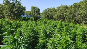 Marmaris'te 4 kilo 700 gram skunk ele geçirildi