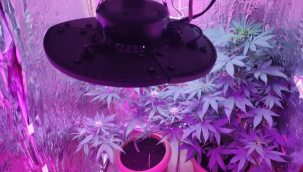 Pamukkale'de 22 kök hint keneviri ele geçirildi