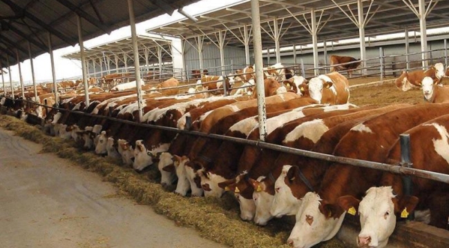 Tarım ve Orm. Bakanlığı, 600 bin sığır ithal edecek
