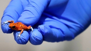 Bir kadının bavulunda 130 zehirli kurbağa bulundu