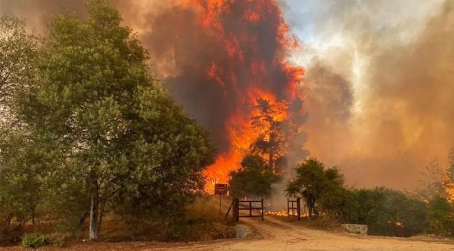 Şili'deki orman yangınlarında can kaybı 122 oldu