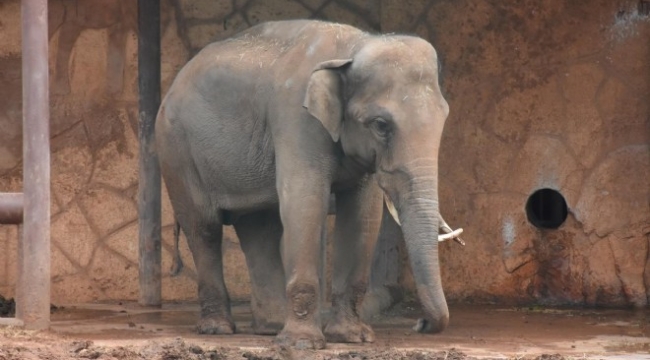 Tayland'da dilendirilen fil, sahibini öldürdü