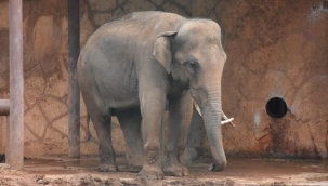 Tayland'da dilendirilen fil, sahibini öldürdü