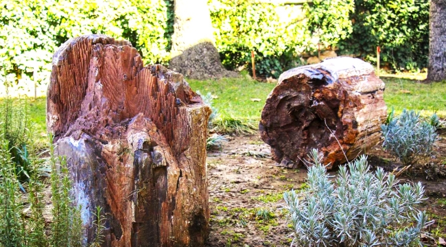 Uşak'ta 16 milyon yıllık 2 ağaç fosili keşfedildi