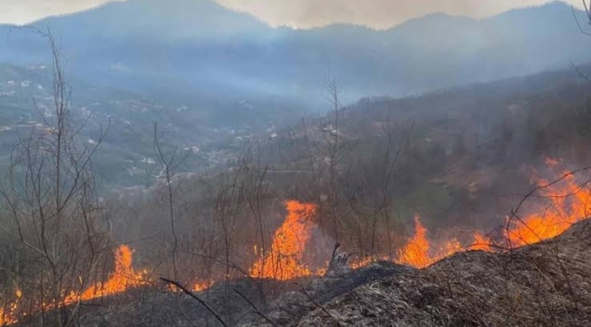 Artvin'de orman yangını: 1 hektarlık alan yandı