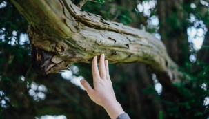 Dokunma hissini etkileyen yeni protein bulundu