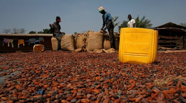 Fildişi S. ve Gana'da kakao üretimi durmak üzere