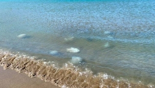 Hatay sahilinde ölü denizanaları kıyıya vurdu