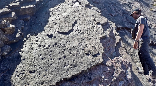 İngiltere'de dünyanın en eski fosil ormanı bulundu