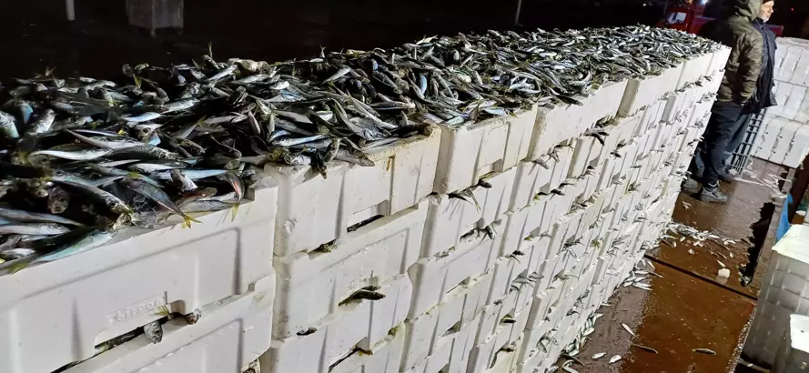 İstanbul'da kaçak avlanmış 8 ton istavrit yakalandı