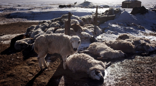 Moğolistan'da 4,7 milyon hayvan soğuktan öldü