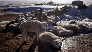 Moğolistan'da 4,7 milyon hayvan soğuktan öldü