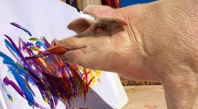 Ressam domuz "Pigcasso" hayatını kaybetti