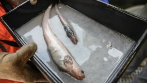 Yeni Zelanda'da 100 yeni deniz canlısı keşfedildi