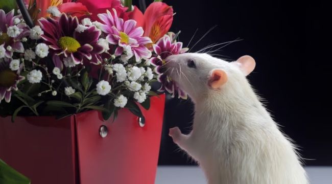 ABD'li bilim insanları hibrit beyin üretti