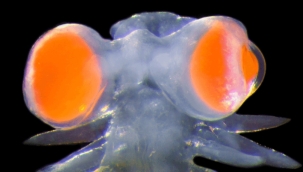 Akdeniz'de dev gözlü deniz solucanı bulundu