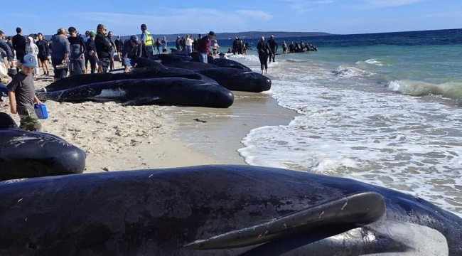 Avustralya'da 160 balina kıyıya vurdu: 28'i öldü