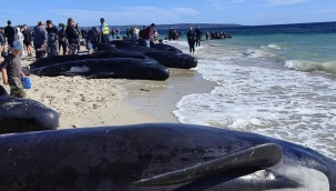 Avustralya'da 160 balina kıyıya vurdu: 28'i öldü