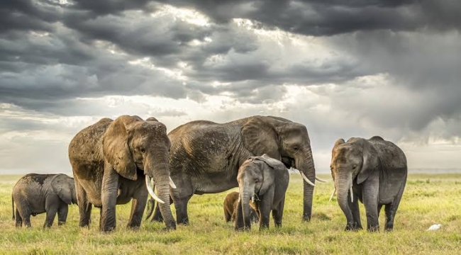 Botsvana'dan Almanya'ya "Fil" ultimatomu