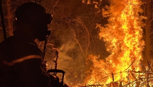 Düzce'nin Akçakoca ilçesinde orman yangını