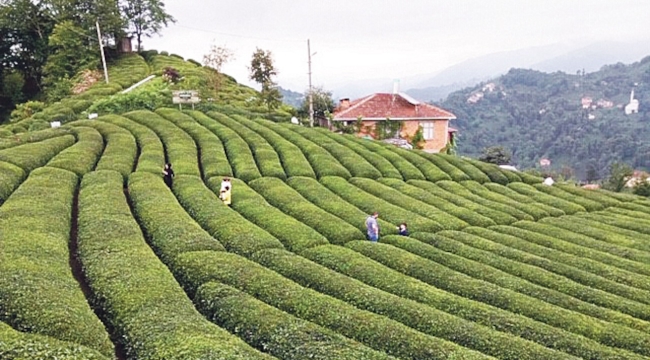 Rize'nin çay ihracatı yılın ilk çeyreğinde %72 arttı