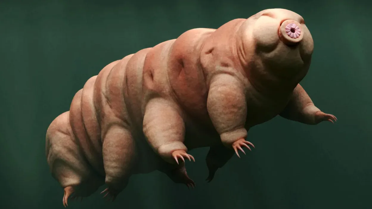  Tardigrad proteinleri, yaşlanmayı yavaşlatabilir